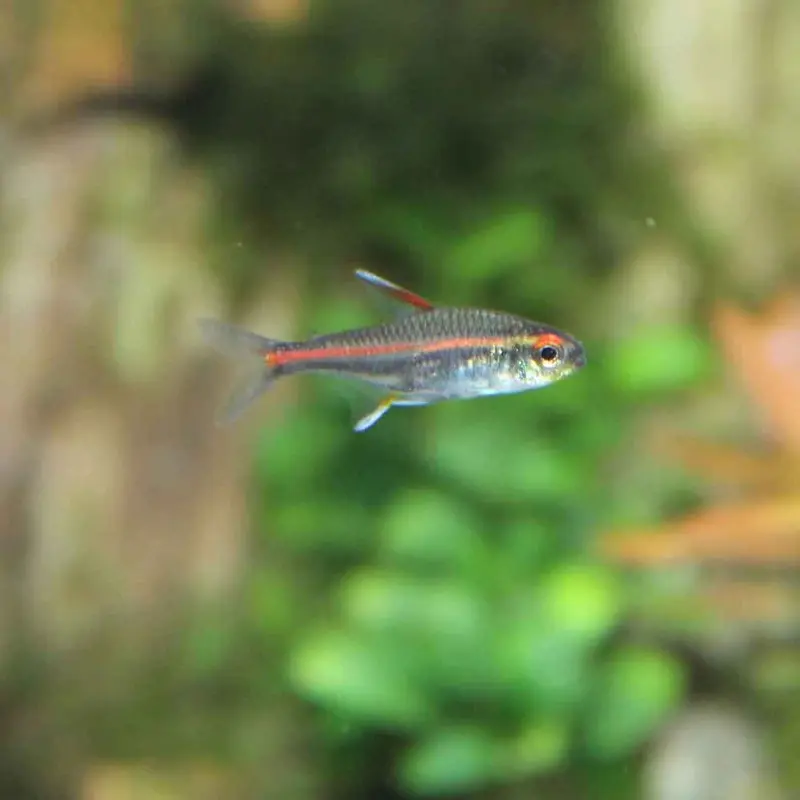 Glowlight Tetra FL - Hemigrammus erythrozonus
