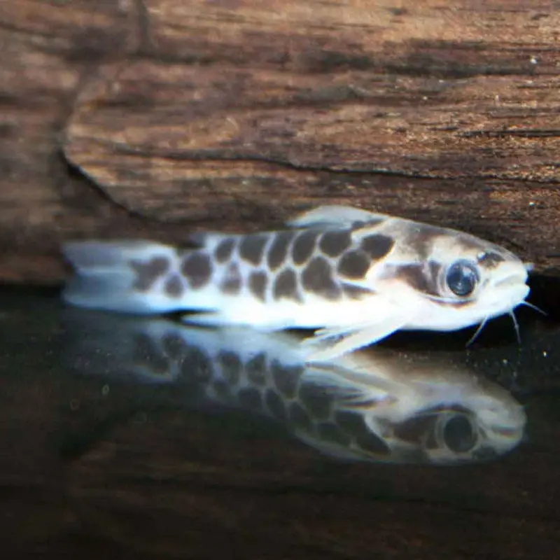 Honeycomb Catfish - Duringlanis perugiae