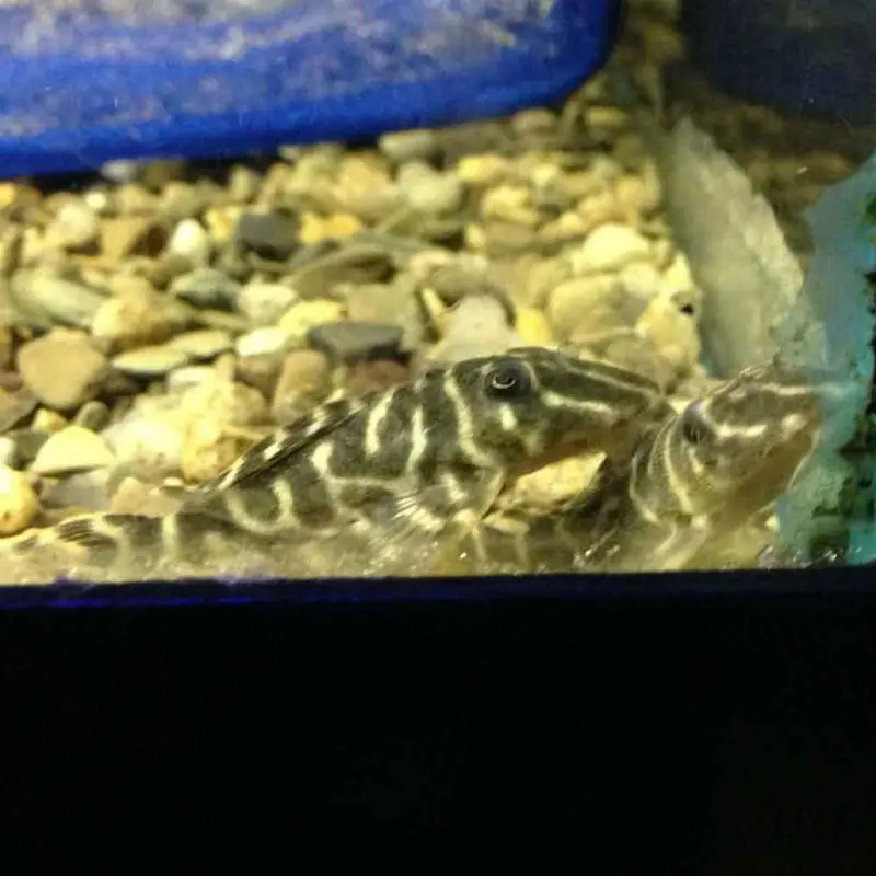 Hypancistrus debilittera L129