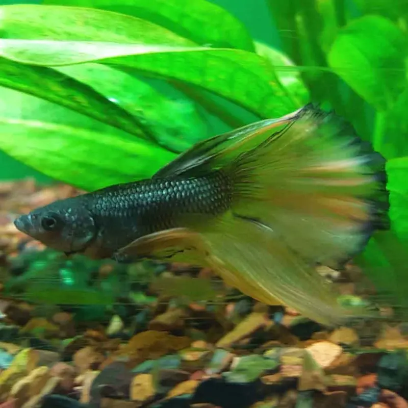 Mustard Gas Halfmoon Betta - Betta splendens - Male