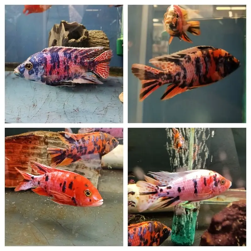 OB Peacock - Aulonocara sp. - Juvenile