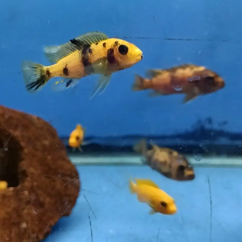 Orange Blotch Red Zebra - Metriaclima estherae