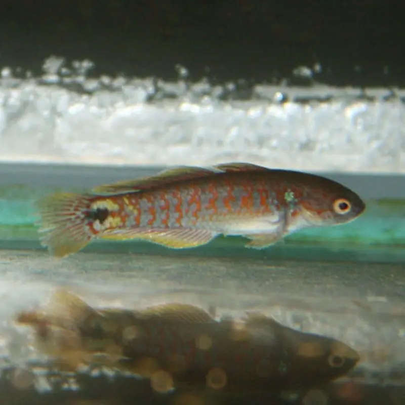 Peacock Gudgeon - Tateurndina ocellicauda - Large
