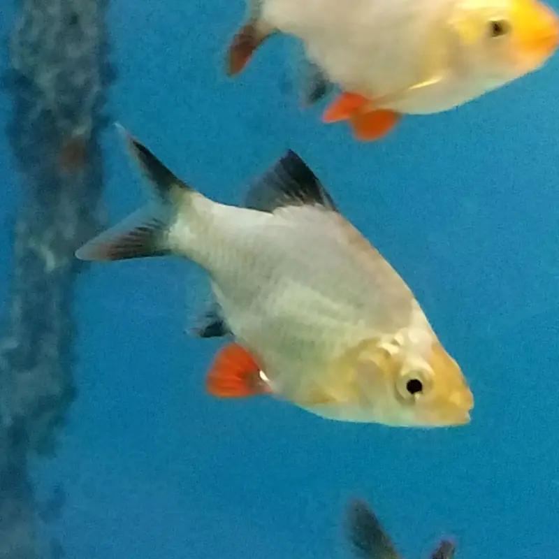 Platinum Green Tiger Barb - Puntius tetrazona