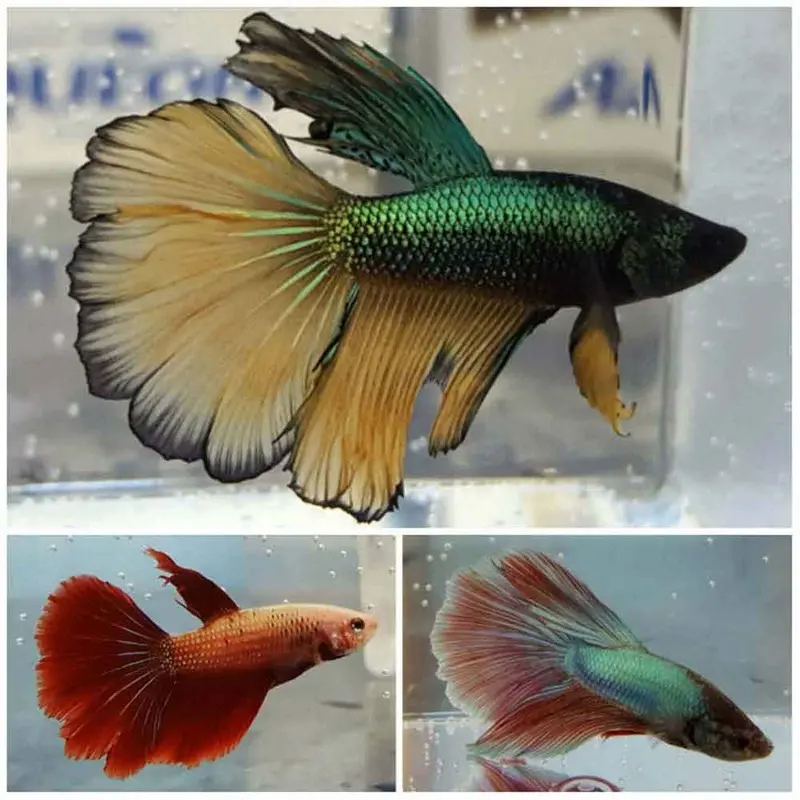 Rosetail Betta - Betta splendens - Male