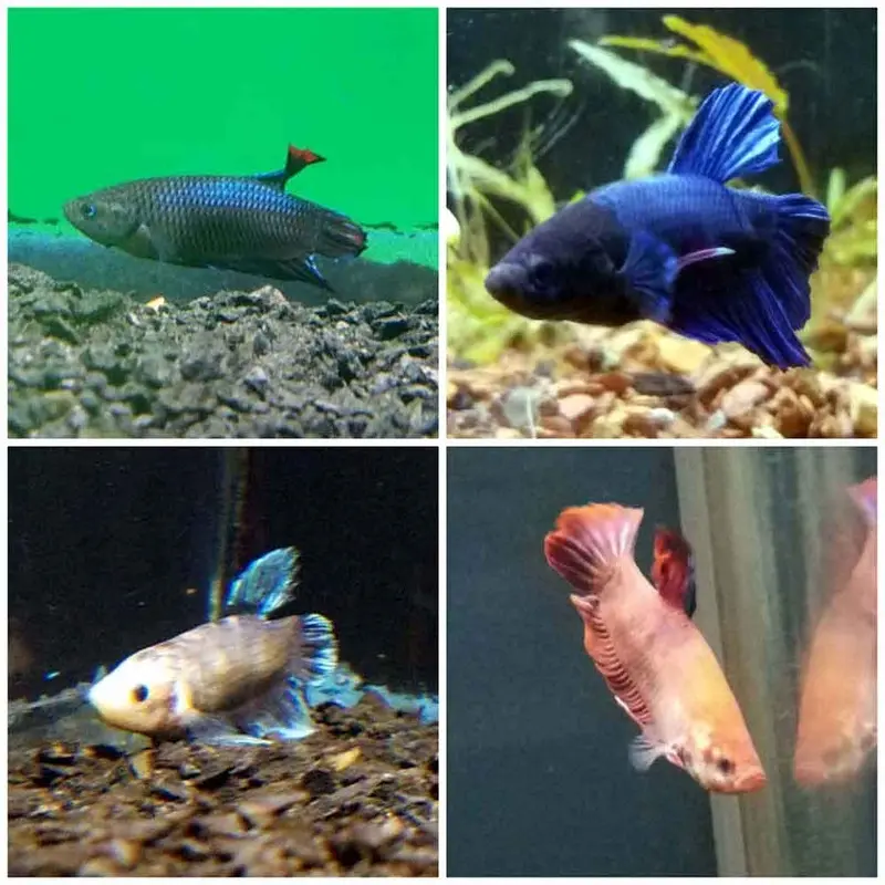 Shortfin Betta - Betta splendens - Male