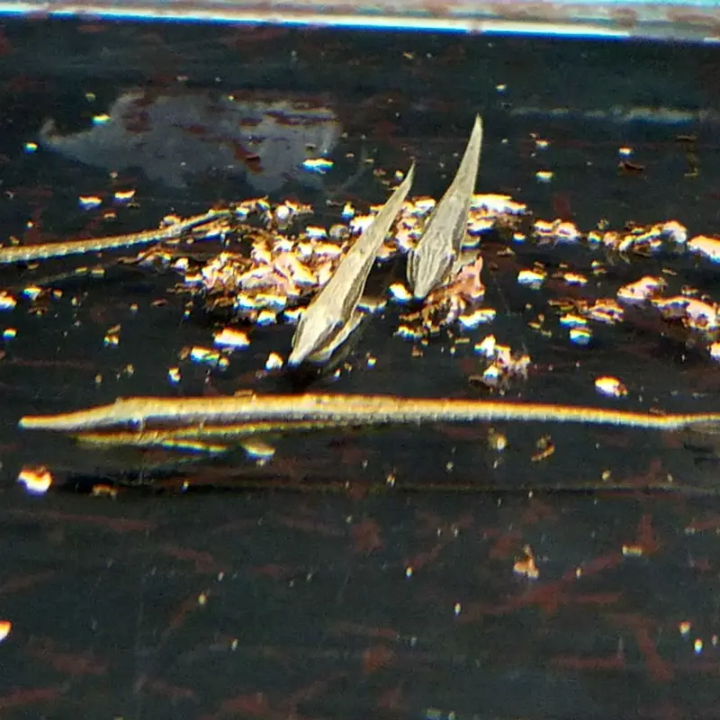 Twig Catfish - Farlowella vittata