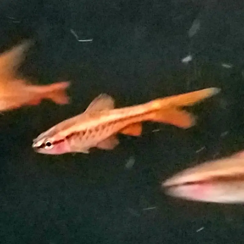 Veiltail Cherry Barb - Puntius titteya