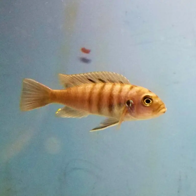 White Top Hara Afra - Cynotilapia afra
