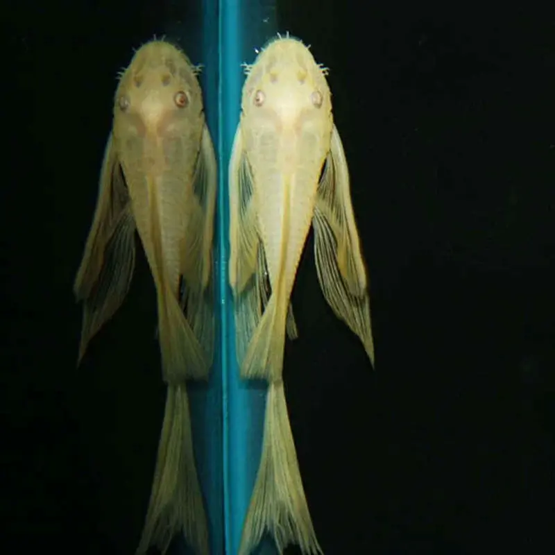 Albino Butterfly Bushynose Pleco - Ancistrus sp. - Small