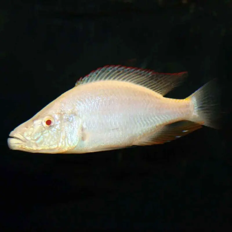 Albino Malawi Eyebiter - D. compressiceps