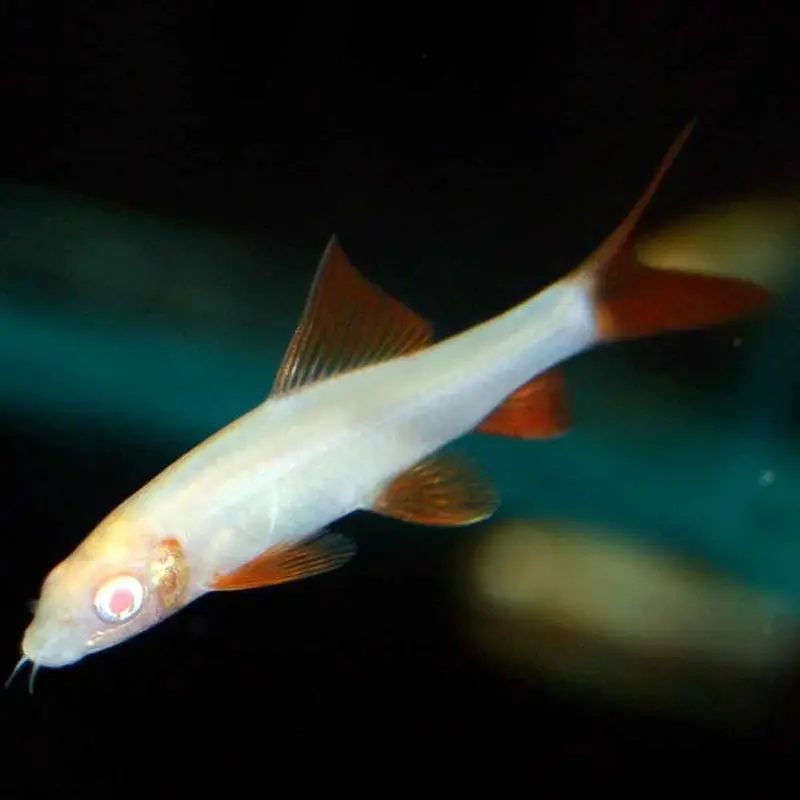 Albino Rainbow Shark - Epalzeorhynchos frenatus