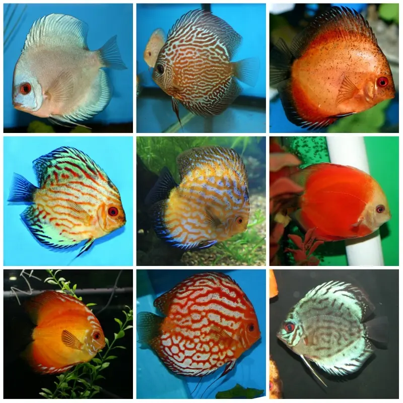 Assorted Discus - Adult
