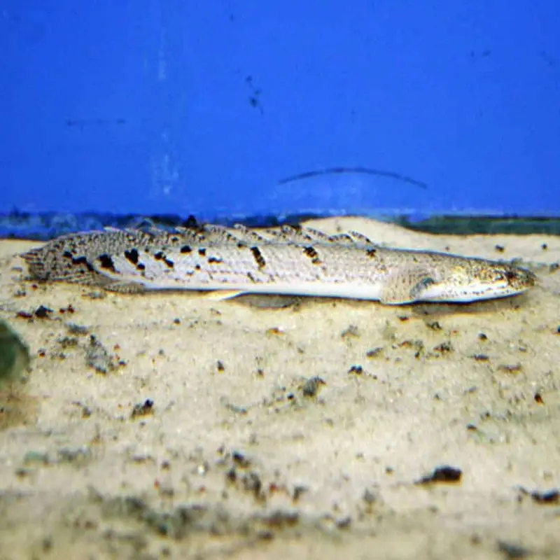Banded Bichir - Polypterus delhezi - Small