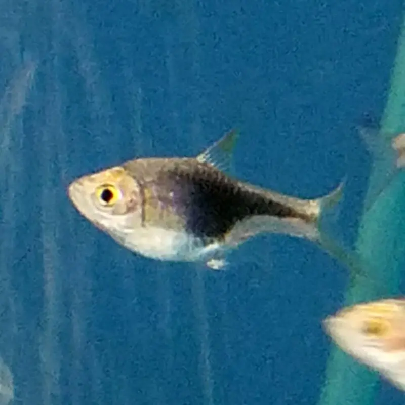 Black Harlequin Rasbora - Trigonostigma heteromorpha
