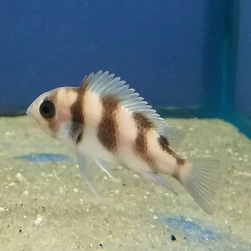 Black Widow Frontosa - Cyphotilapia sp. - Juvenile