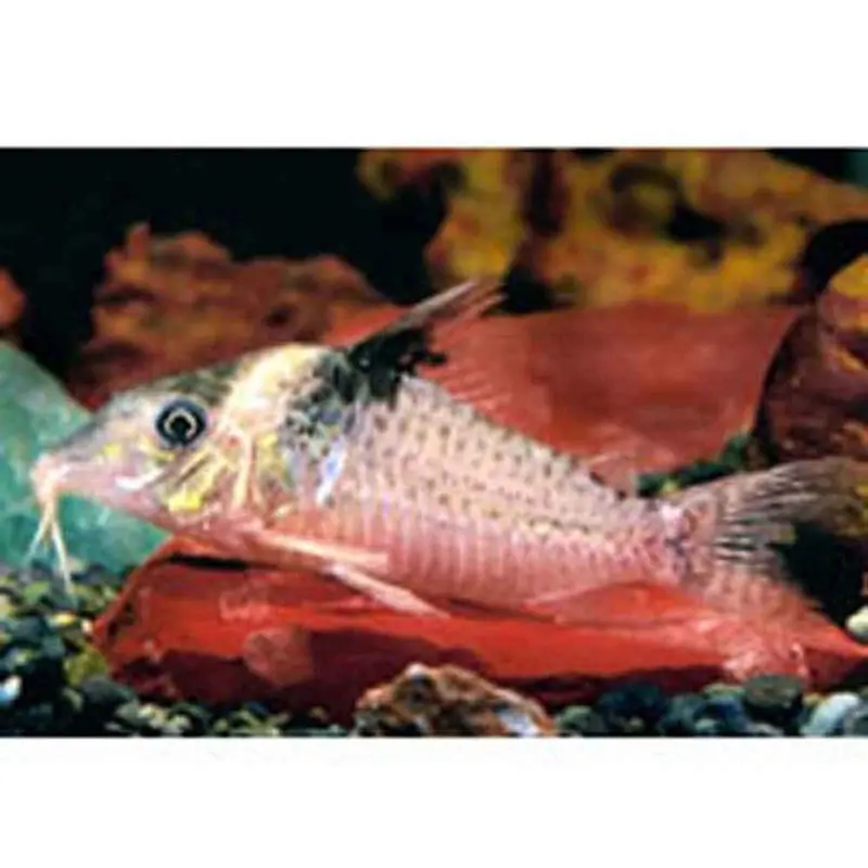 Bluespotted Cory - Corydoras melanistius