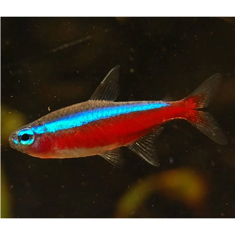 Cardinal Tetra - Paracheirodon axelrodi