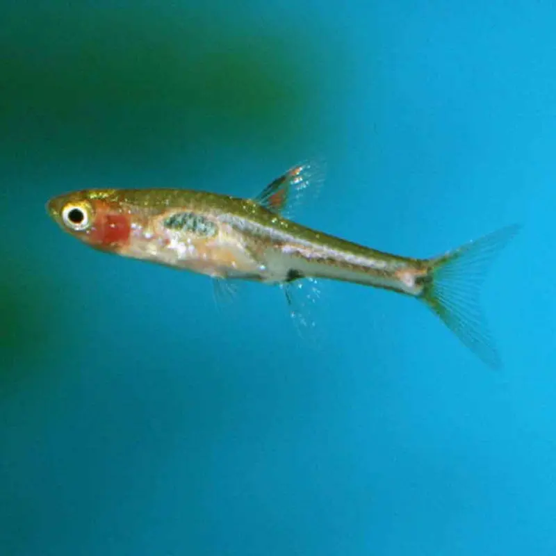 Chili Rasbora - Boraras brigittae