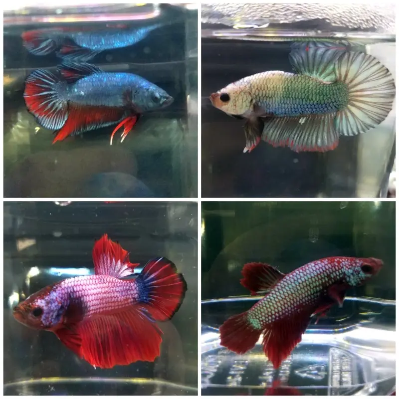 Crescent Betta - Betta imbellis - Male