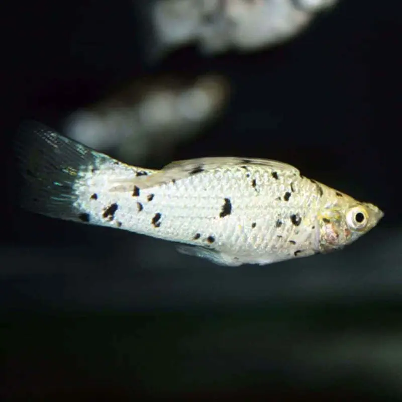 Dalmatian Molly - Poecilia latipinna