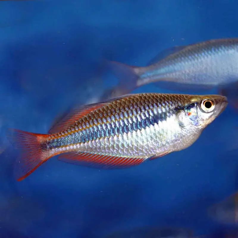 Goyder River Rainbowfish - Melanotaenia trifasciata