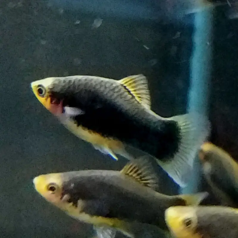 Green Lantern Platy - Xiphophorus maculatus