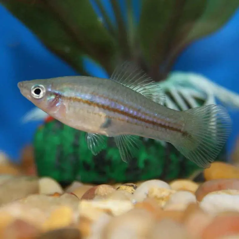 Green Swordtail - Xiphophorus helleri