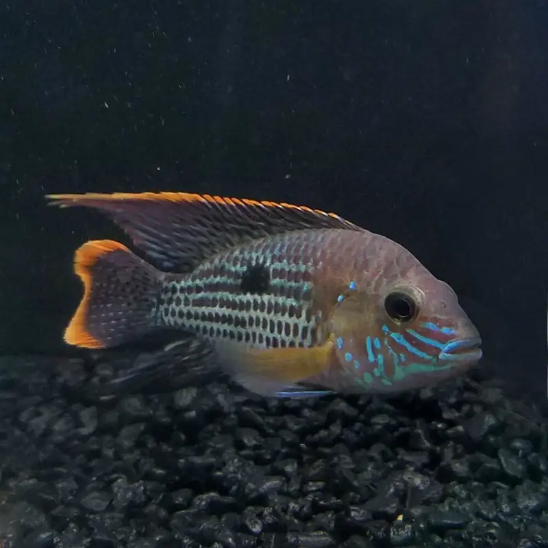 Green Terror Cichlid - Aequidens rivulatus - Large