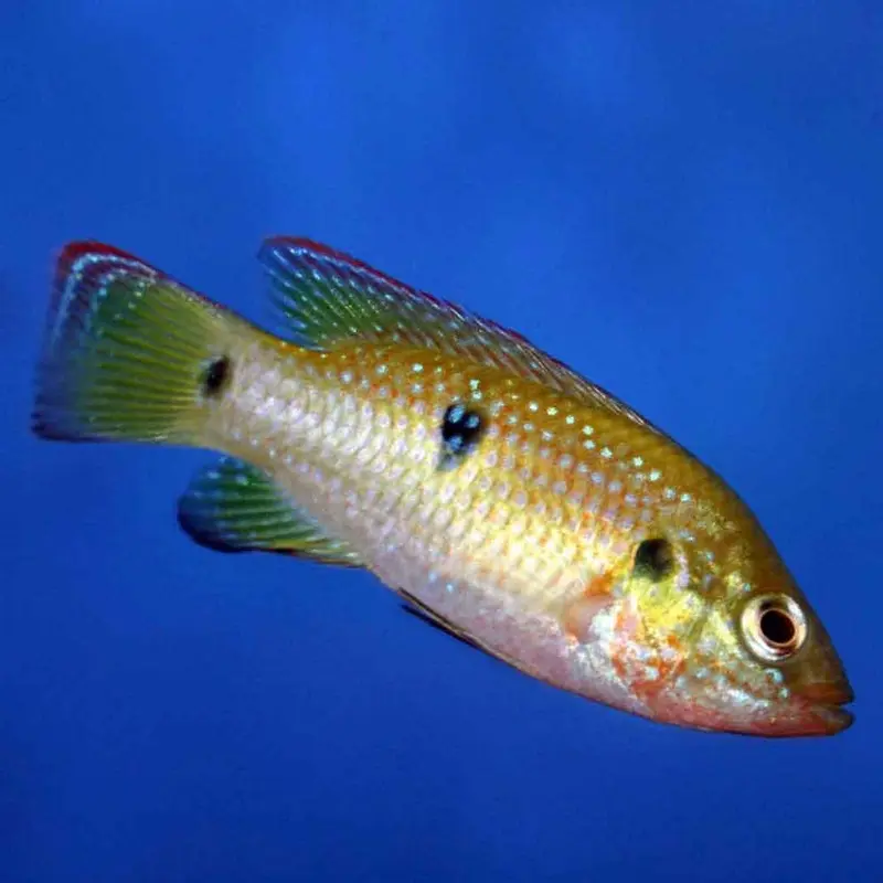 Jewel Cichlid - Hemichromis guttatus - Small