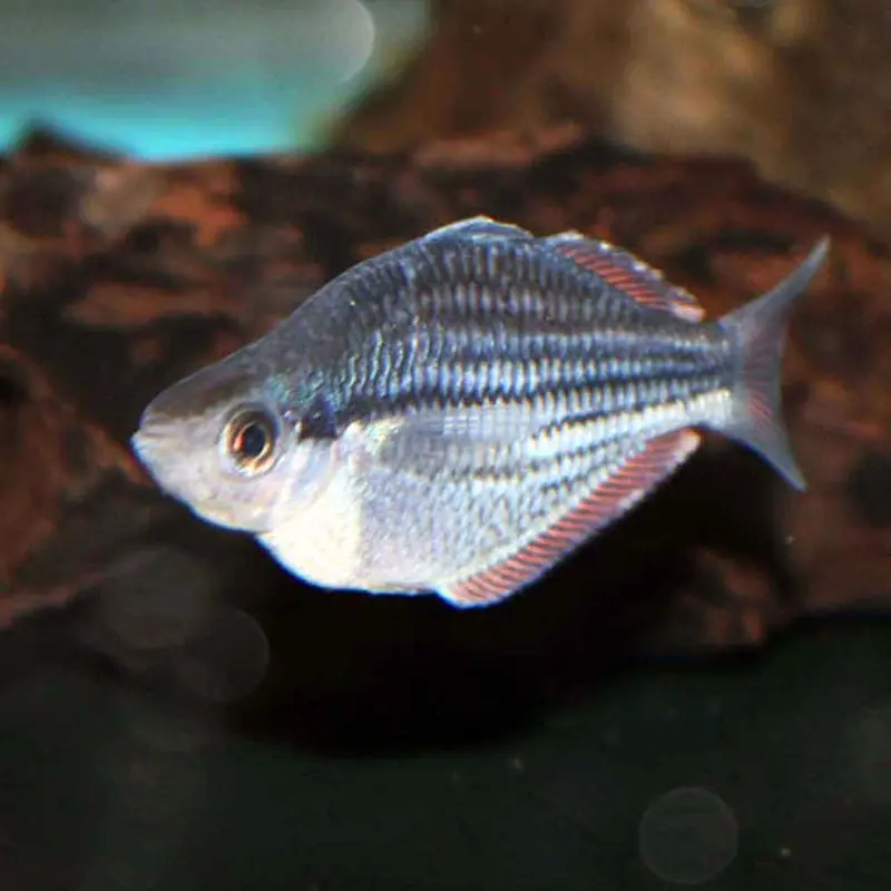Kamaka Rainbowfish - Melanotaenia kamaka