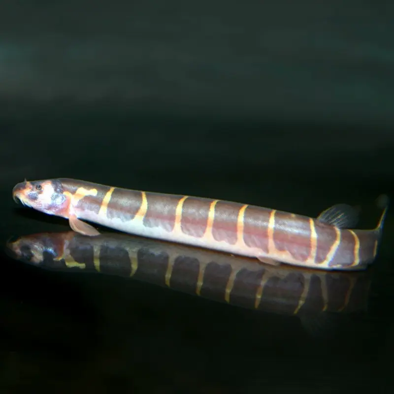 Kuhli Loach - Pangio kuhlii