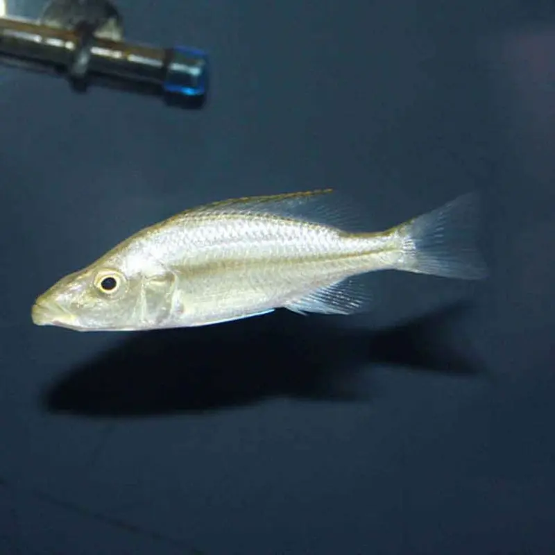 Malawi Eyebiter - Dimidiochromis compressiceps - Large Adult