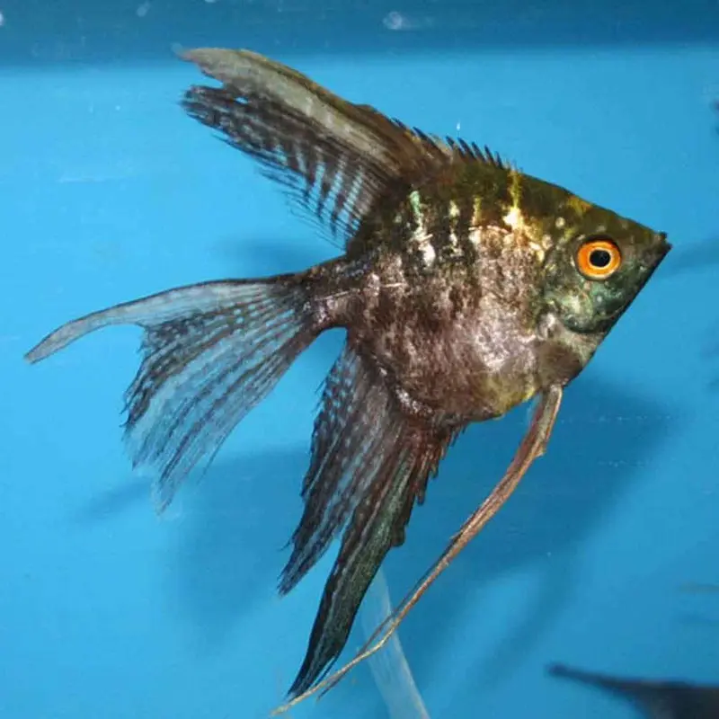 Marble Angelfish - Pterophyllum scalare - Large