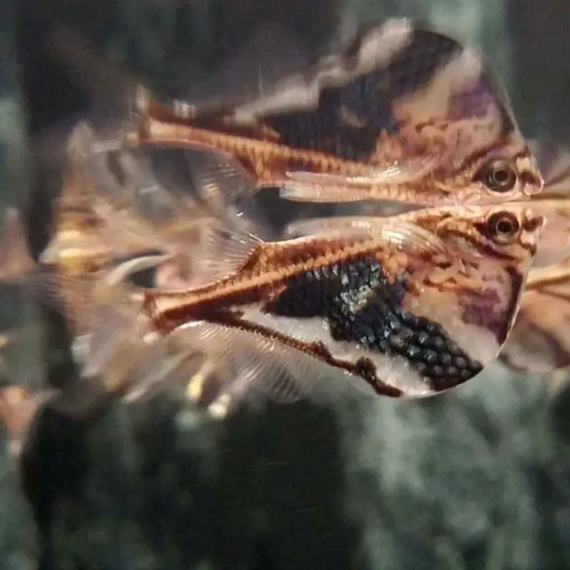 Marbled Hatchet - Carnegiella strigata