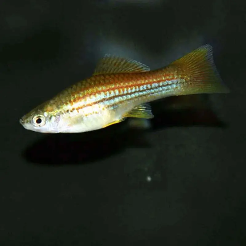 Neon Swordtail - Xiphophorus helleri - imp