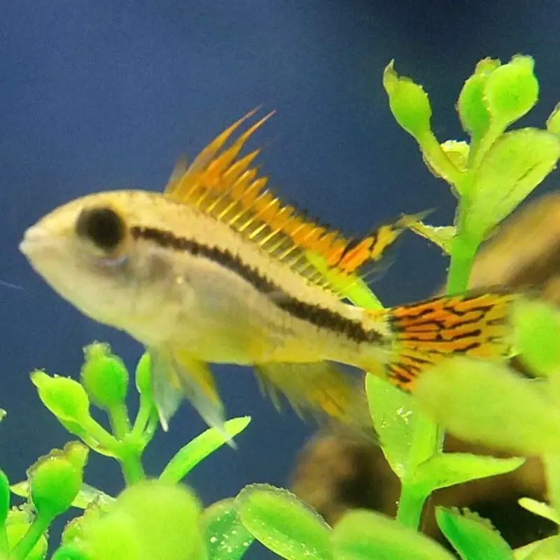 orange Apisto - Apistogramma cockatuoides