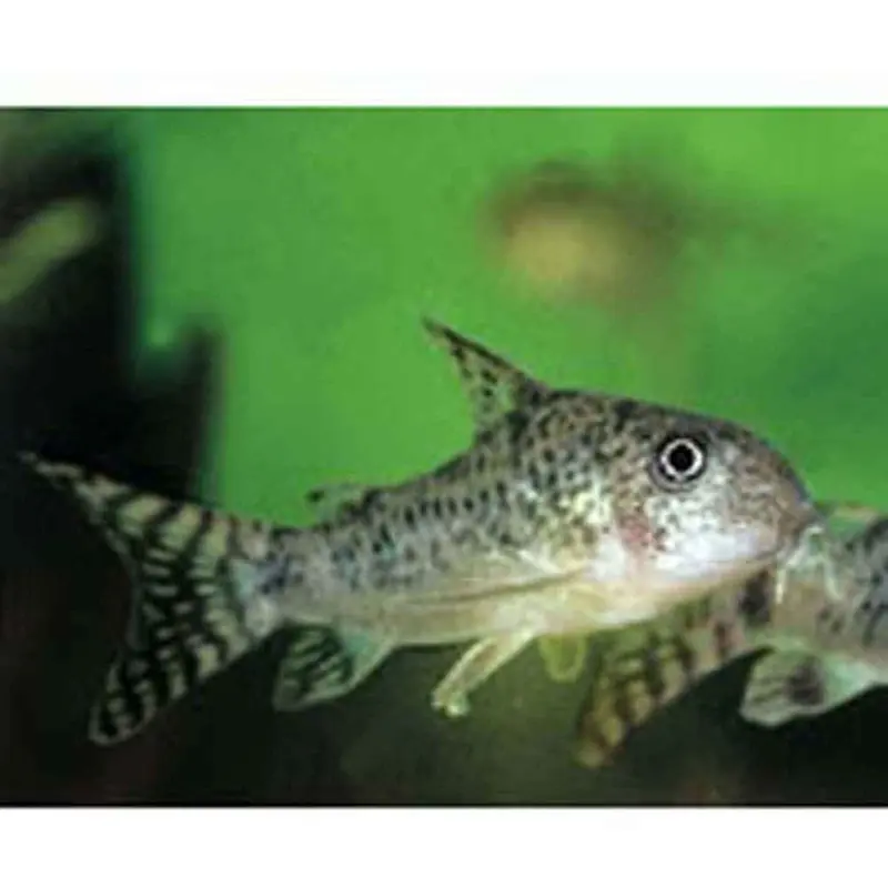 Peppered Cory - Corydoras paleatus