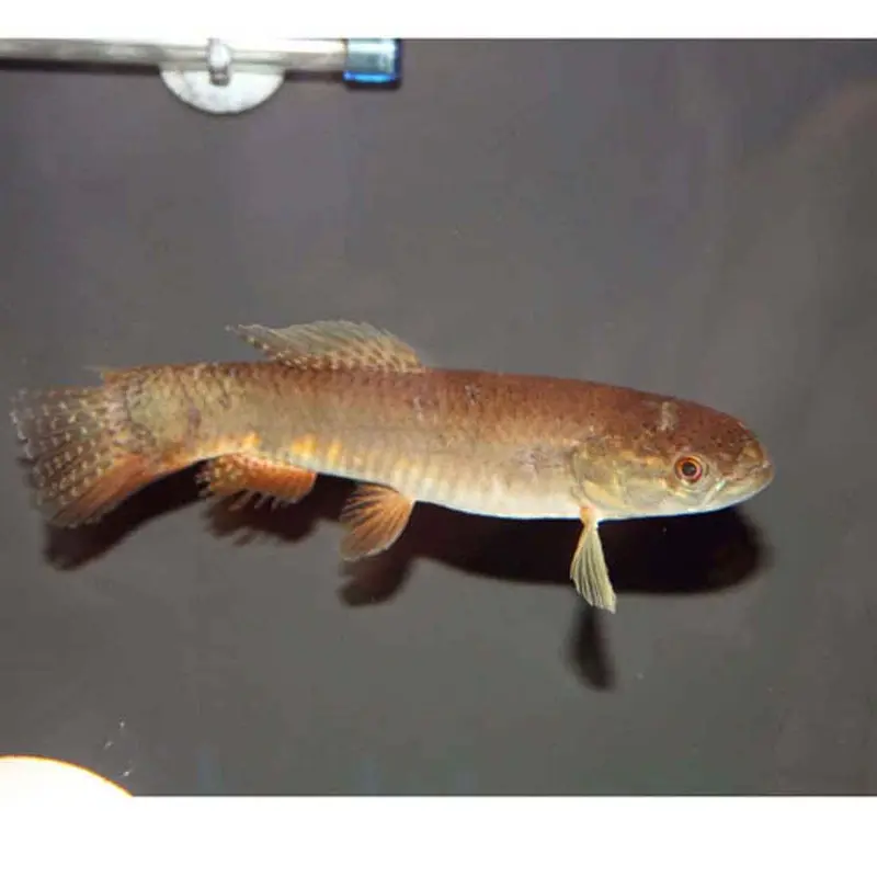 Rainbow Hi-fin Wolf Fish - Erythrinus erythrinus