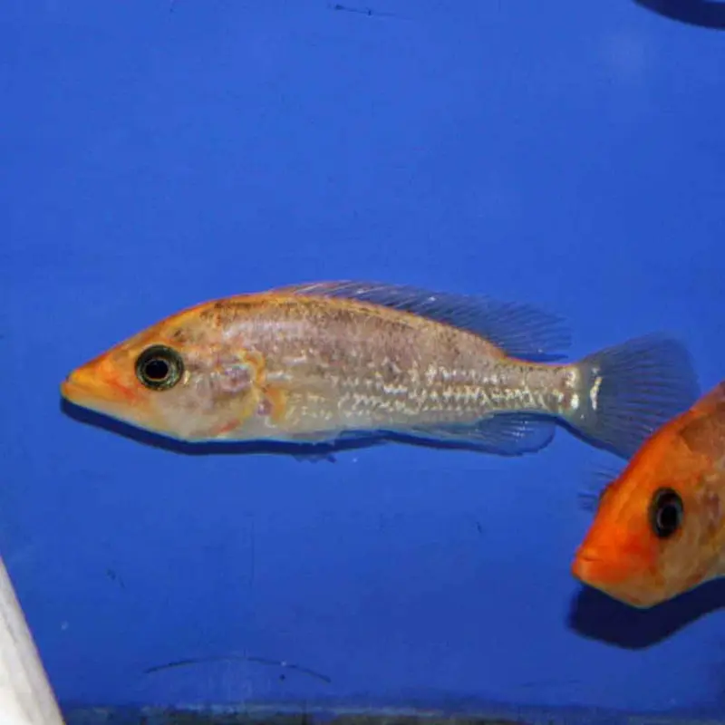 Red Bay Snook - Petenia splendida - Medium