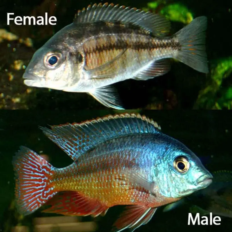 Red Empress - Protomelas taeniolatus - Adult