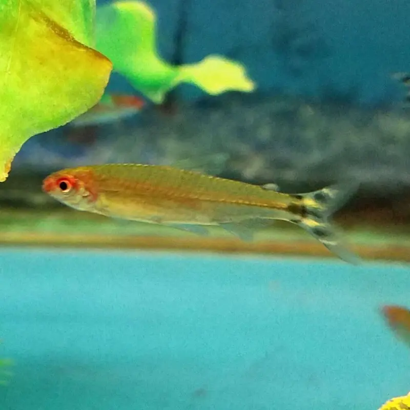 Rummynose Tetra - Hemigrammus bleheri