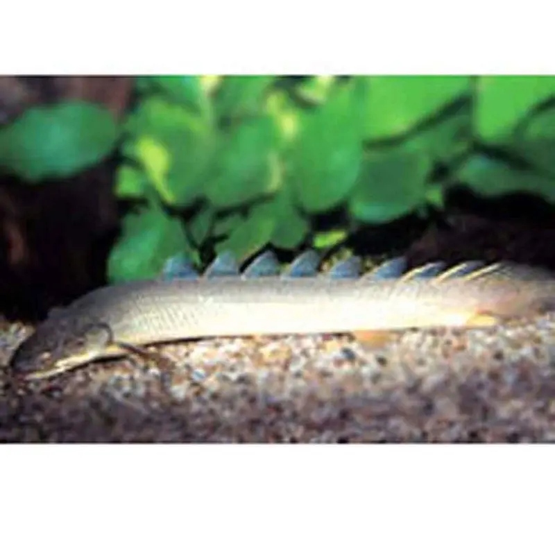Senegal Bichir - Polypterus senegalus - Small