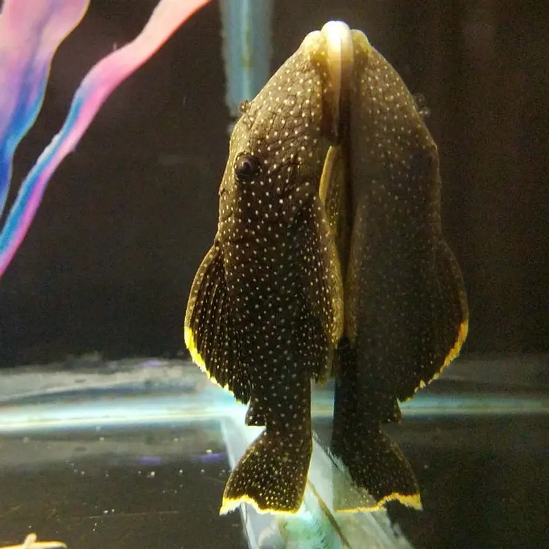 Small-spot Gold Nugget Pleco - Baryancistrus sp L081 - Sm/Md