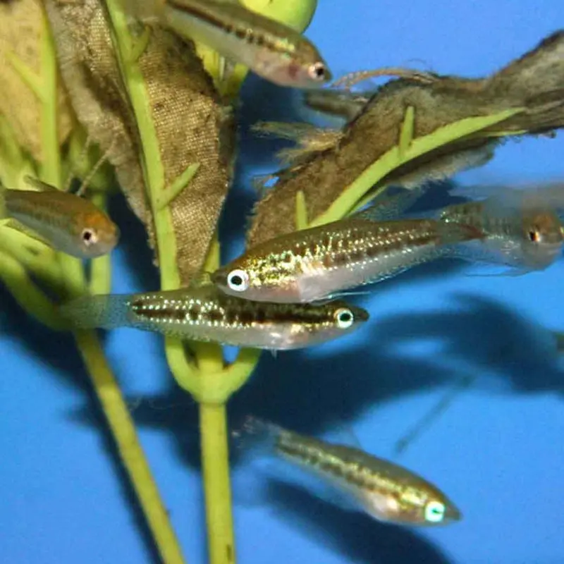 Sparkling Gourami - Trichopsis pumila