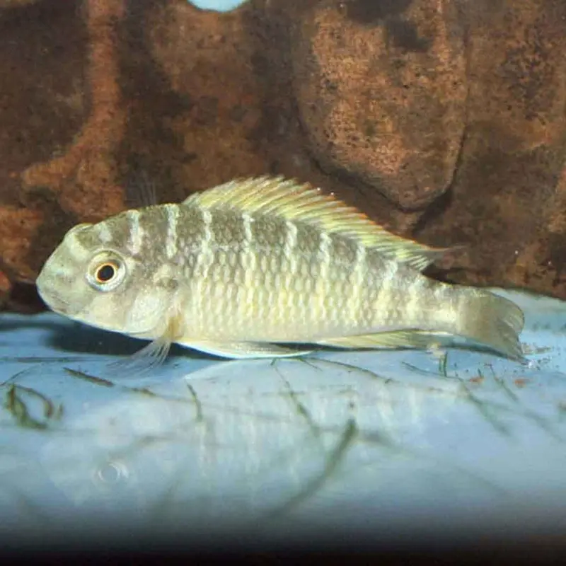 Tropheus moorii - Moliro Firecracker Red variant
