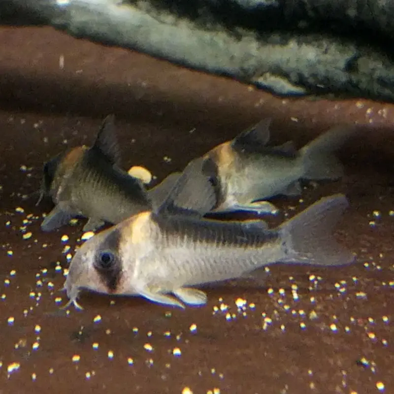 Adolfo's Cory - Corydoras adolfoi