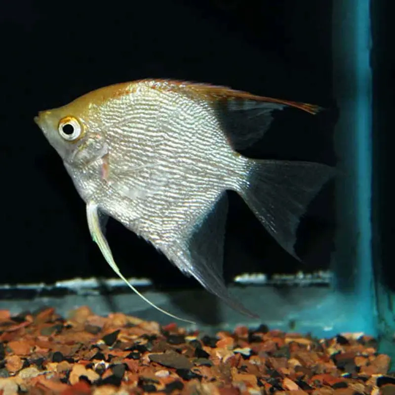 Assorted Pearlscale Angelfish - Medium