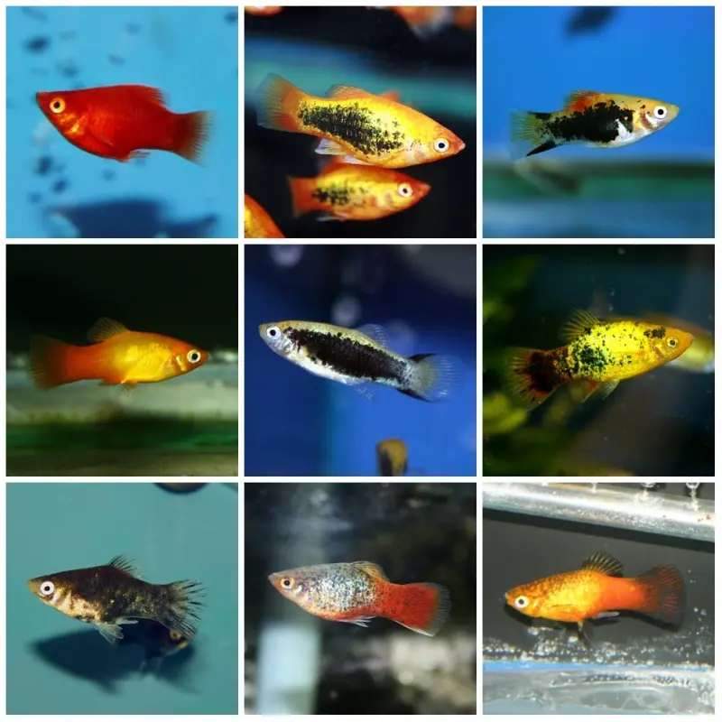 Assorted Platy
