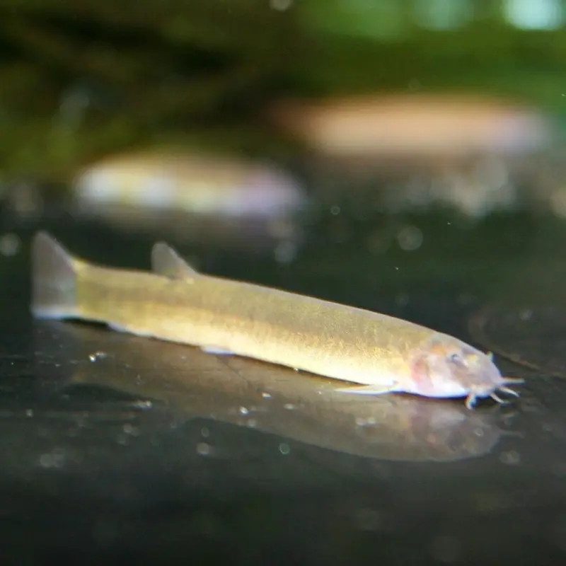 Black Kuhli Loach - Pangio oblonga